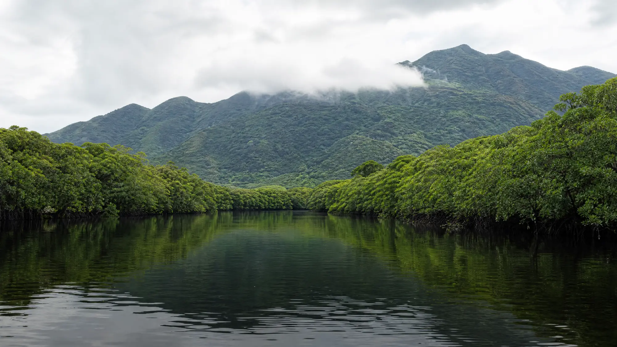 Der Miyara-Fluss fließt 12 Kilometer über die Insel Ishigaki. Ein geschützter Mangrovenwald säumt seinen Unterlauf und macht ihn zu einem beliebten Ort für Kajaktouren.