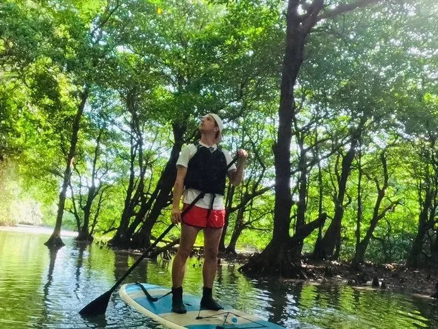Ein Mann steht auf einem Paddleboard in einem Fluss, der von dichten Mangroven gesäumt ist.